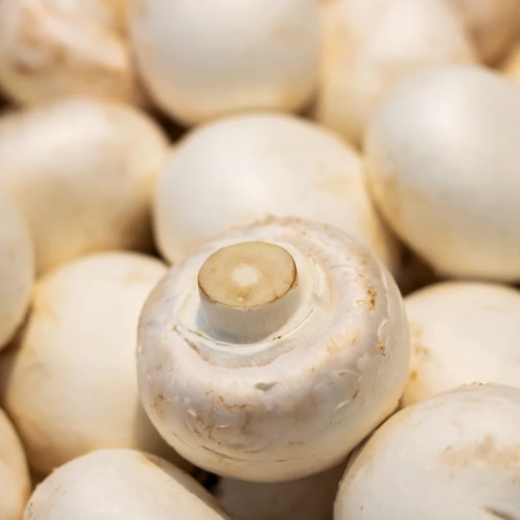 Filtragas S.L. entra en las grandes champiñoneras de La Manchuela